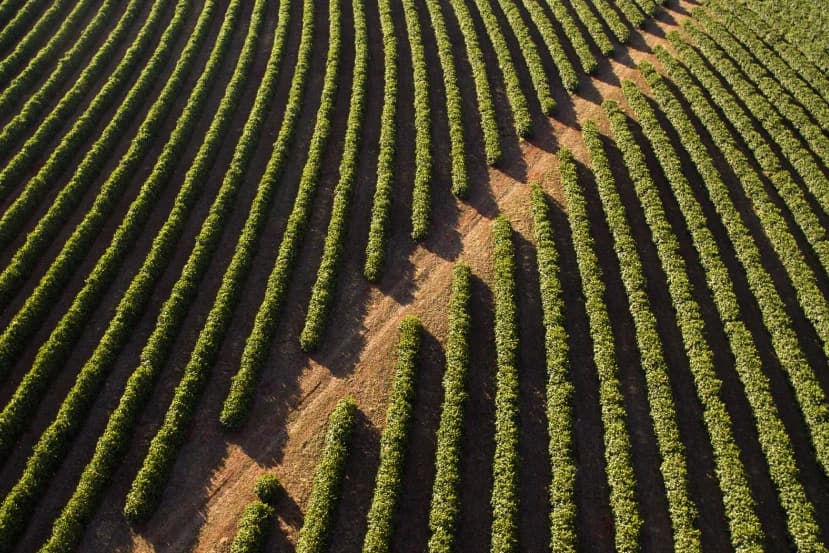 Coffee field